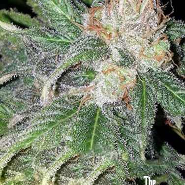 Green Crack
