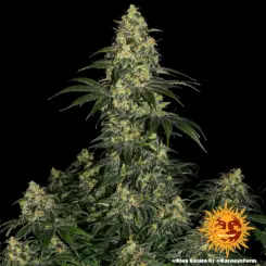 blue gelato cannabis seeds by barneys farm