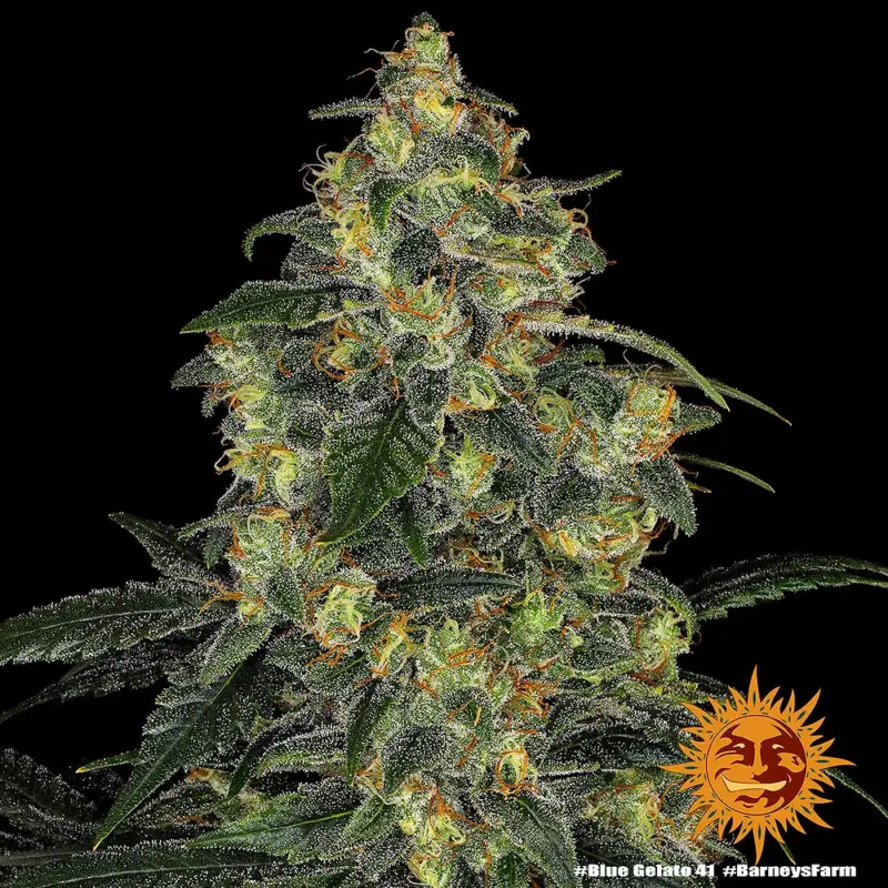 blue gelato cannabis seeds by barneys farm