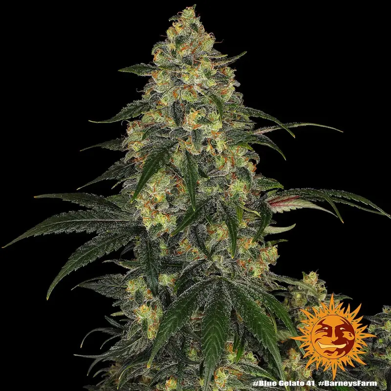 blue gelato cannabis seeds by barneys farm