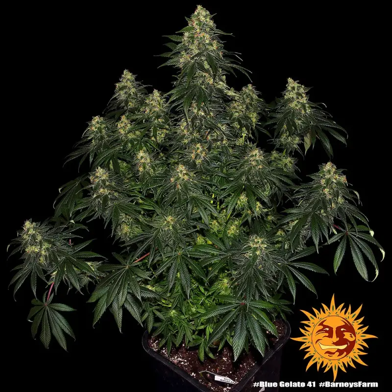 blue gelato cannabis seeds by barneys farm