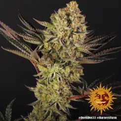 dos si dos 33 cannabis seeds by barneys farm