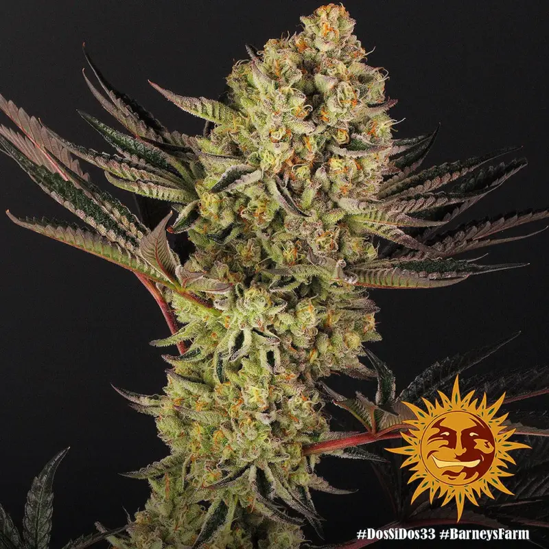 dos si dos 33 cannabis seeds by barneys farm