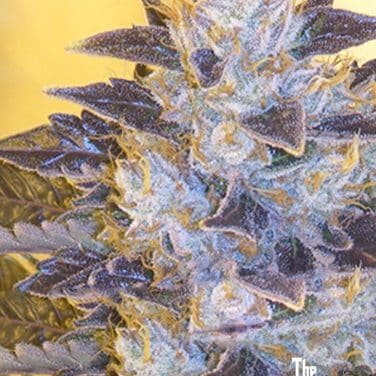 Grape OG
