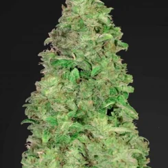 A dense and intricately detailed CBD-rich cannabis bud, likely from a CBD 20:1 Auto strain, on a black background.