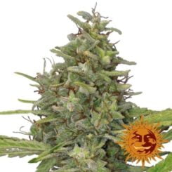 Close-up of a cannabis plant with dense buds and orange pistils, showcasing the G13 Haze (F) strain. A logo with a stylized sun face appears in the lower right corner.