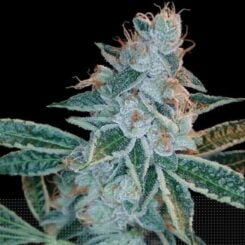 Star Punch feminized seeds by Elev8 Seeds - Growlet