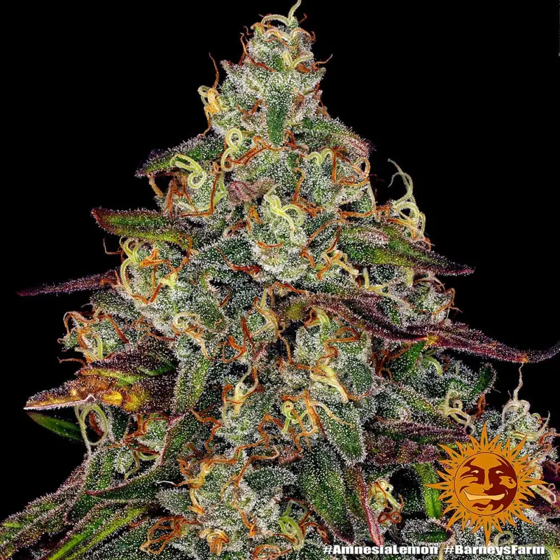 amnesia lemon cannabis seeds by barneys farm