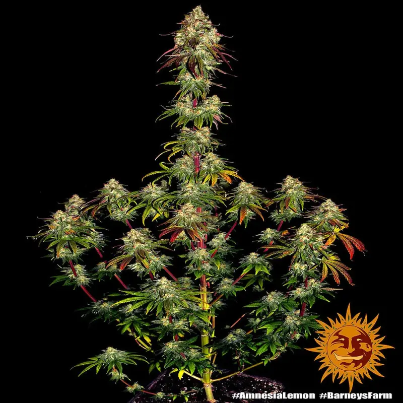 amnesia lemon cannabis seeds by barneys farm