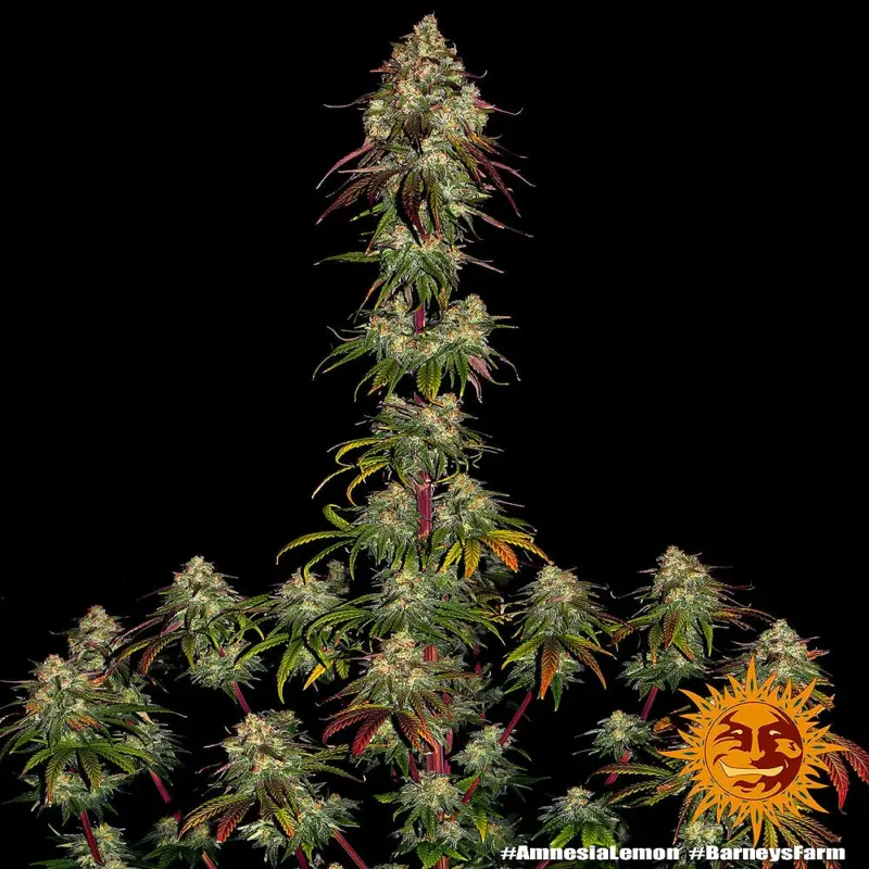 amnesia lemon cannabis seeds by barneys farm