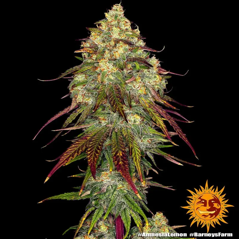 amnesia lemon cannabis seeds by barneys farm