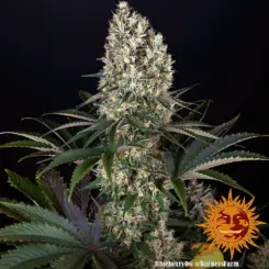 blueberry og cannabis seeds by barneys farm