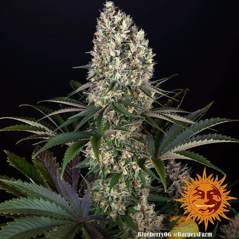 blueberry og cannabis seeds by barneys farm