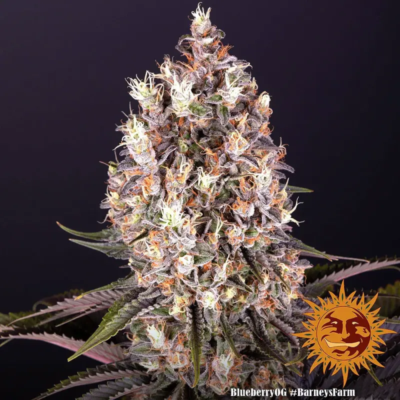 blueberry og cannabis seeds by barneys farm