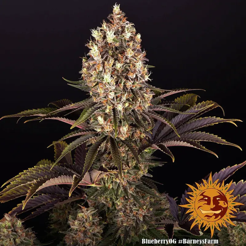 blueberry og cannabis seeds by barneys farm