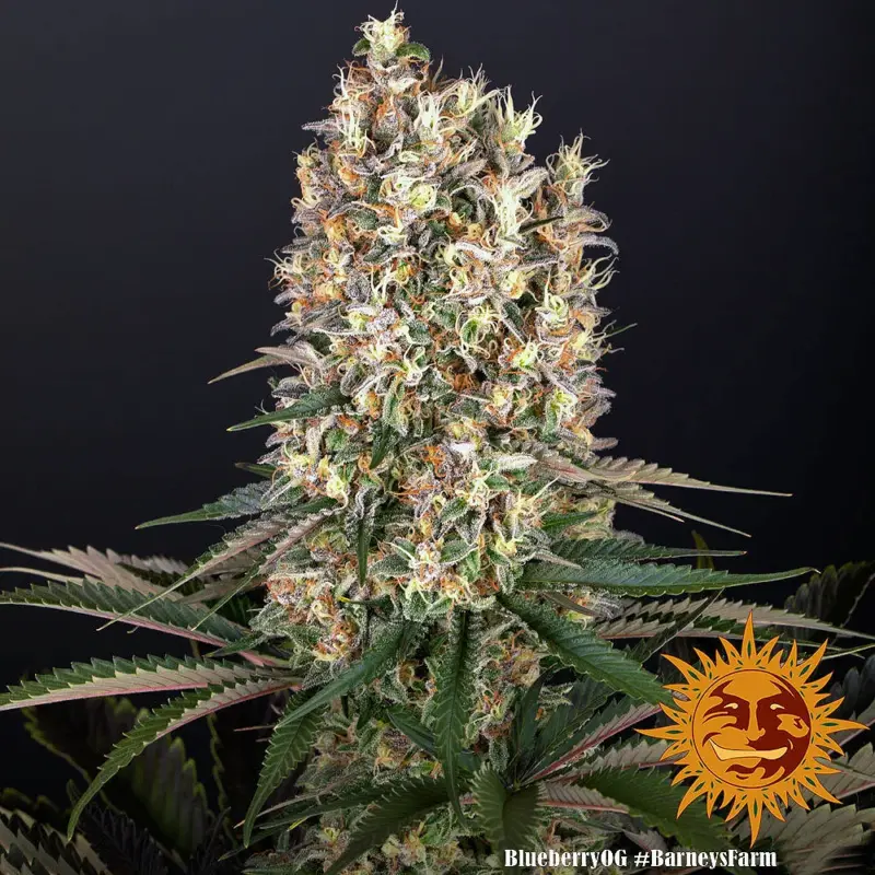 blueberry og cannabis seeds by barneys farm