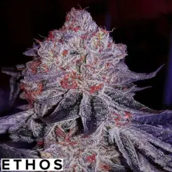 cherry gar see ya cannabis seeds by ethos genetics