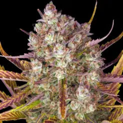 dos si dos auto cannabis seeds by barneys farm