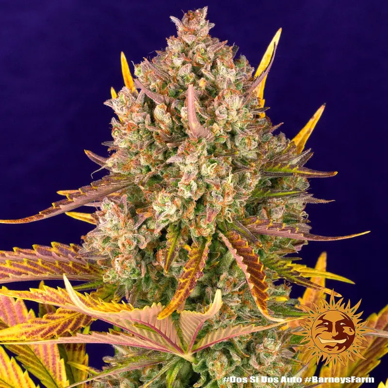 dos si dos autoflower cannabis seeds by barneys farm