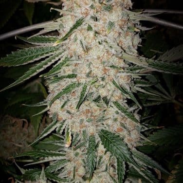 Pluto Cut Autoflower R F3