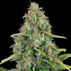 blue cheese auto cannabis seeds by barneys farm