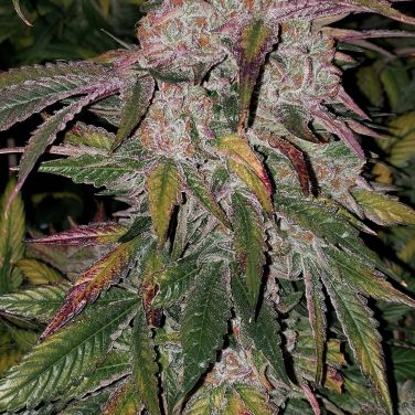 Purple Thai Auto Rbx1