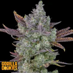 gorilla cookies auto by fastbuds