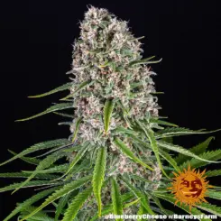 blue cheese cannabis seeds by barneys farm