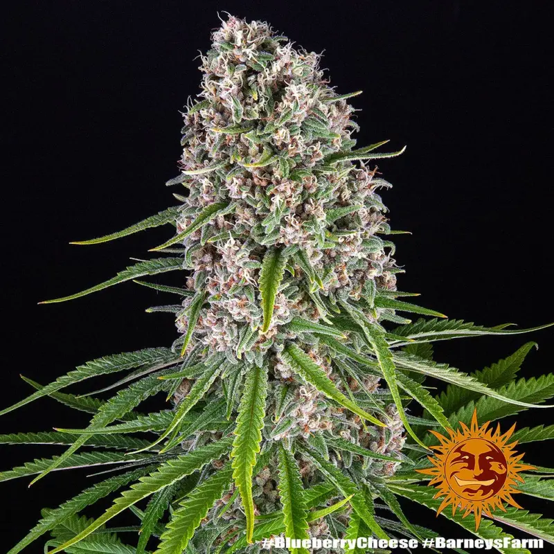 blue cheese cannabis seeds by barneys farm