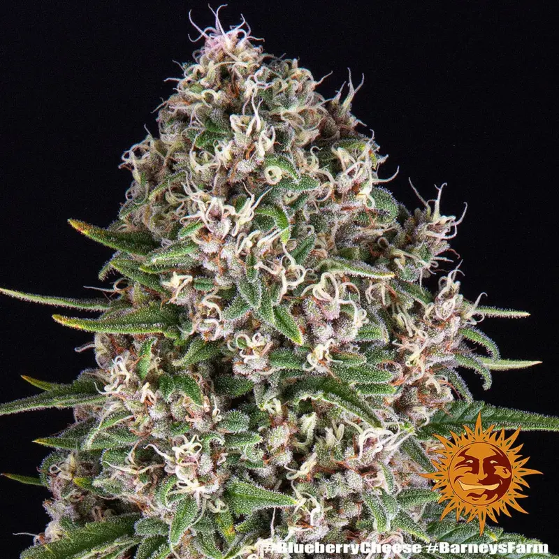 blue cheese cannabis seeds by barneys farm