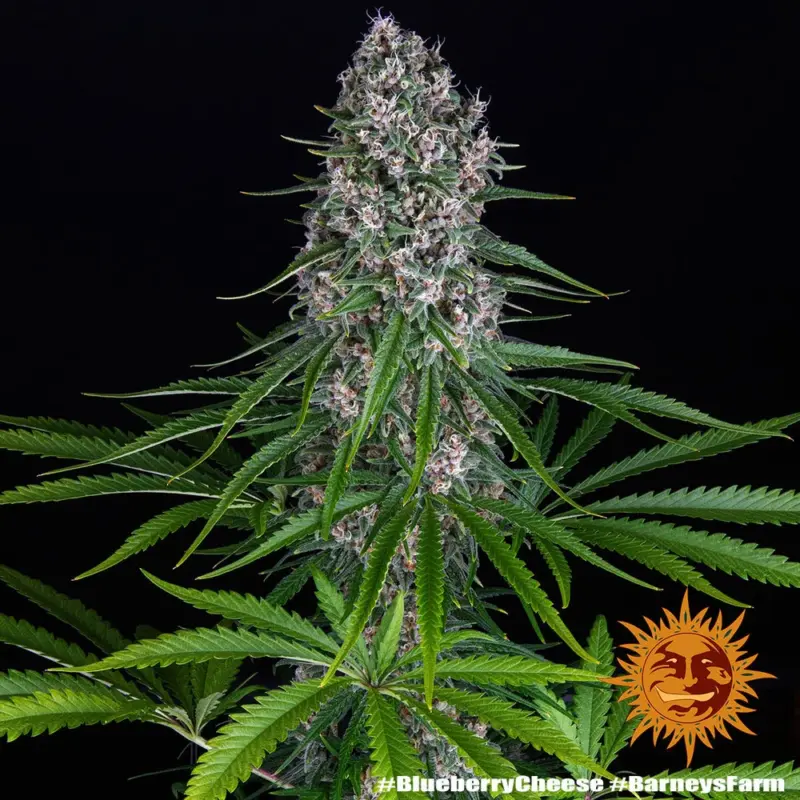 blue cheese cannabis seeds by barneys farm