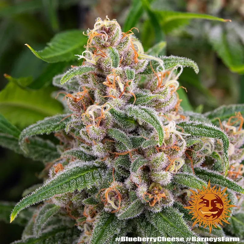 blue cheese cannabis seeds by barneys farm