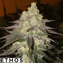 banana daddy auto cannabis seeds by ethos genetics