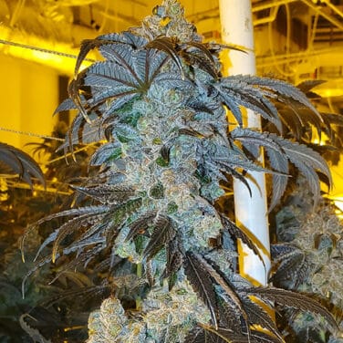 MVP – Most Valuable Purp
