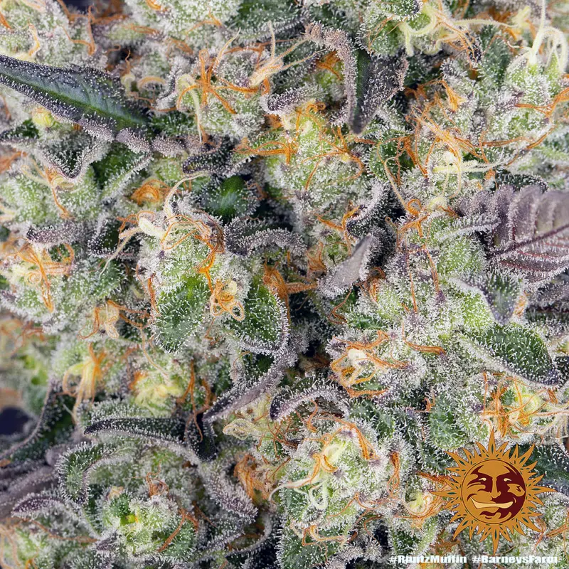 runtz muffin by barneys farm