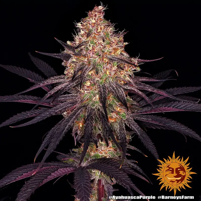 Ayahuasca Purple by Barneys Farm