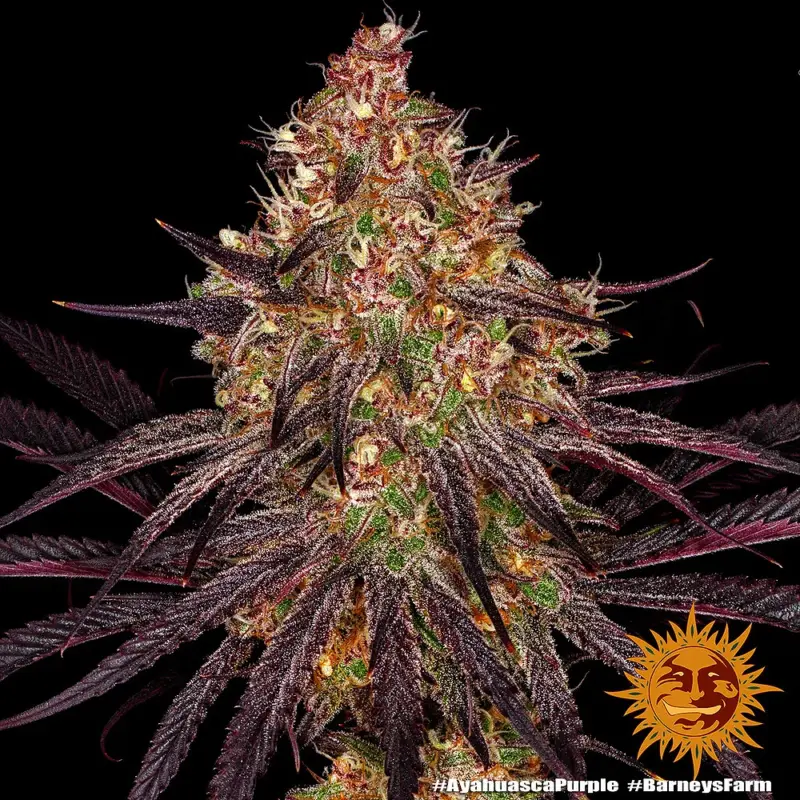 Ayahuasca Purple by Barneys Farm