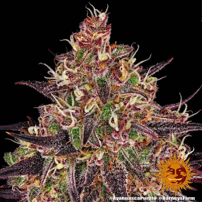 ayahuasca purple by barneys farm