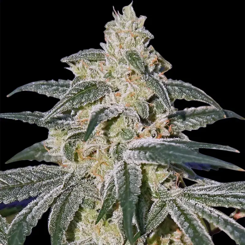 afghan hash plant cannabis seeds by barneys farm