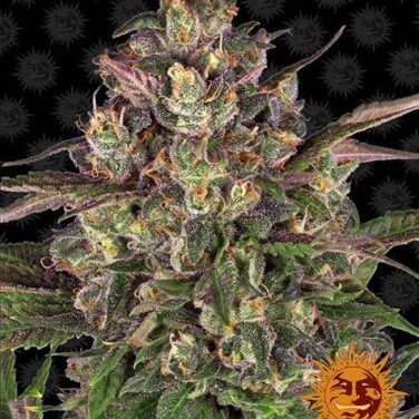 Peyote Critical