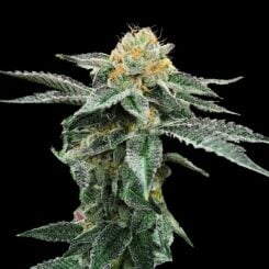 dna genetics cannabis seeds kosher cookies