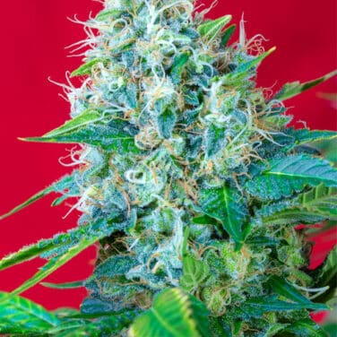 Green Poison Sweet Seeds