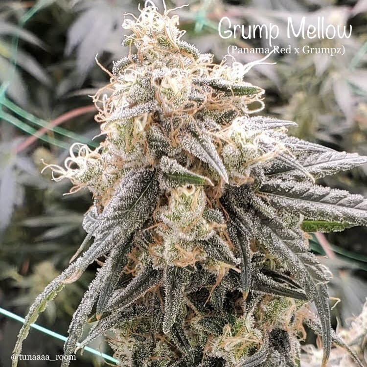 Productive feminized plant cannabis can be used for curing severe nausea or vomiting caused by cancer treatment