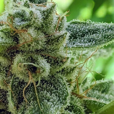 Twenty20 Mendocino MMXX