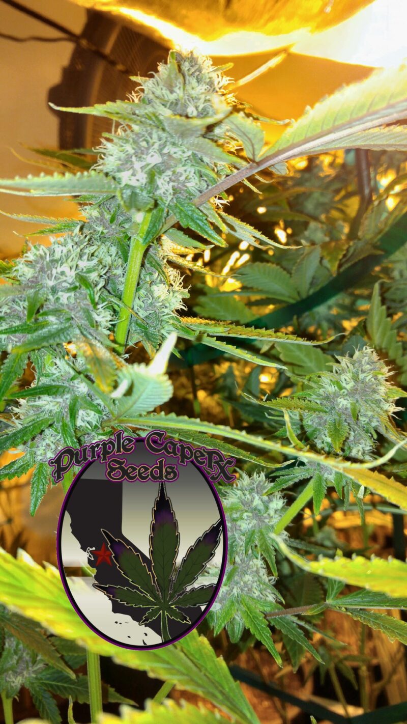 Close-up of a cannabis plant with dense, trichome-covered buds and fan leaves. A circular logo in the bottom center reads "DISCONTINUED Purple Caper (R)" with an outline of a cannabis leaf and state illustration. DISCONTINUED Purple Caper (R) enthusiasts should note that certain strains may be discontinued.