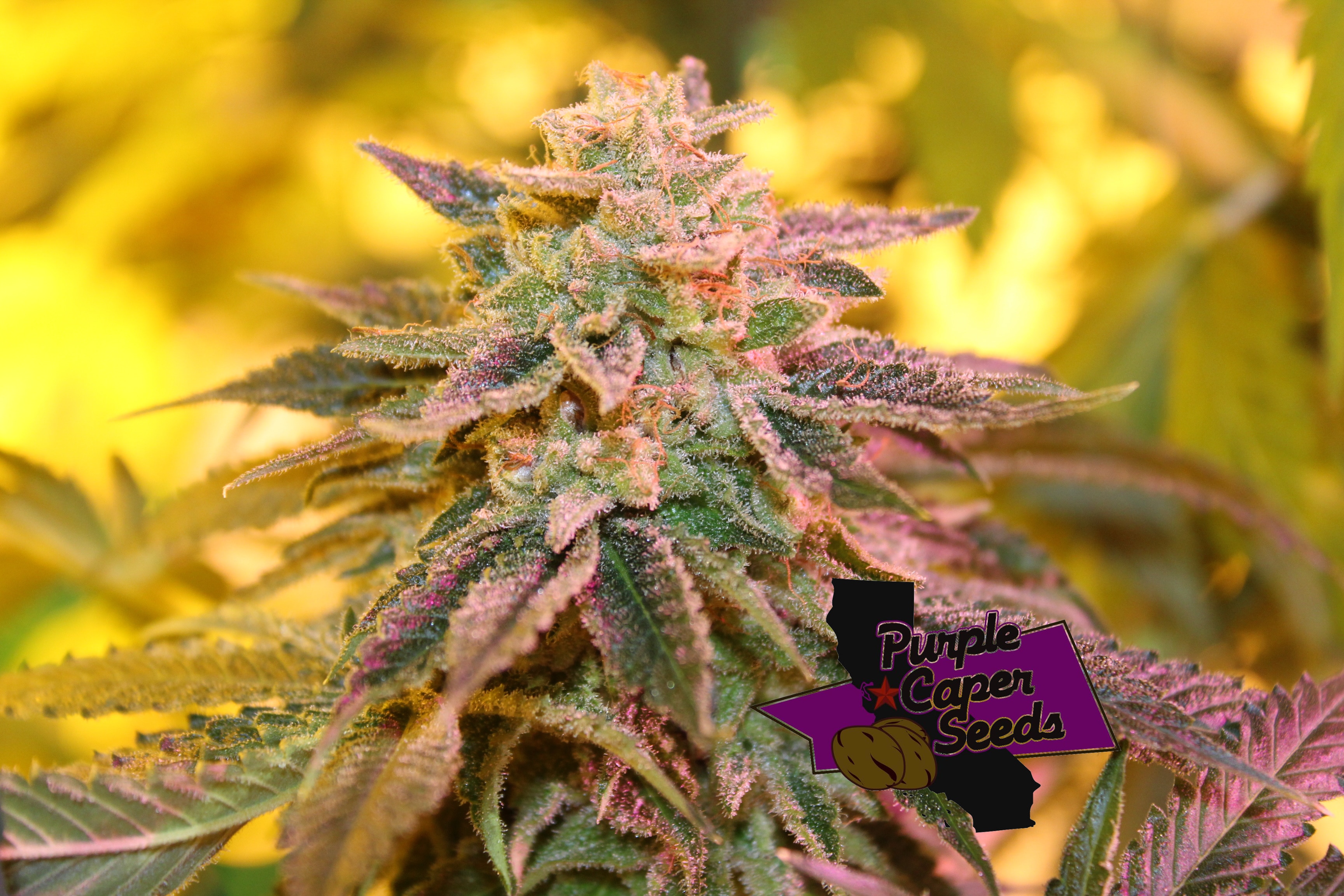 strawberry banana og