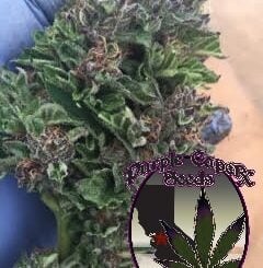 A hand wearing a blue glove holds a cannabis bud. Inset graphic features a cannabis leaf and the text "Purple Queen" against a striped background, reminiscent of the now-discontinued DISCONTINUED Purple Chocolate (R) strain.