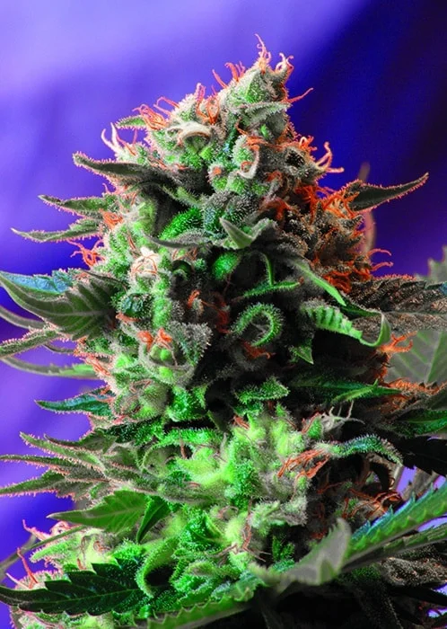 Close-up of a vibrant Jack 47 FAST cannabis flower with visible trichomes, green leaves, and bright orange hairs against a purple background.