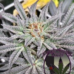 Close-up of a cannabis plant showcasing its frosted purple-tinted leaves and budding flower, exuding the unmistakable allure of Grand Fire (F). Inset logo in the corner reads "Purple Caper Seeds".