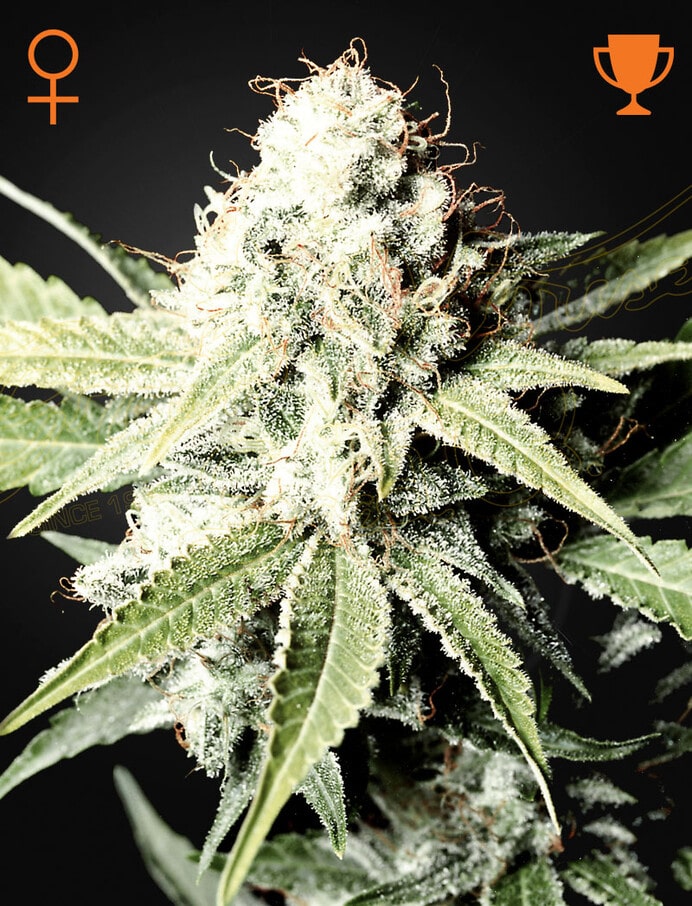 Greenhouse Seed Co. Great White Shark